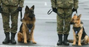 Saksanpaimenkoira haukkui viemärikantta keskellä katua – ohikulkijat järkyttyivät nähdessään, mitä sen alla piileskeli