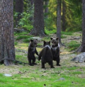 Karhuemo seisoi jäteastian vieressä ja löi raskaimmilla tassuillaan kantta: avasin astian ja jähmetyin kauhusta...