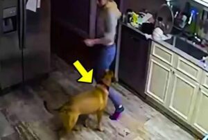 Vaimo valitti, että heidän koiransa hyökkäsi jatkuvasti hänen kimppuunsa ilman syytä. Mies ei uskonut häntä ja päätti asentaa kameran valvoakseen vaimoaan ja koiraansa, mutta ruudulla näkemänsä järkytti häntä...