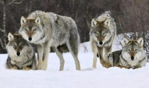 Eräänä päivänä isoäiti pelasti neljä sudenpentua, ja vuosia myöhemmin aikuiset sudet tekivät teon, joka kauhistutti koko kylää.
