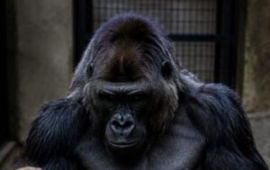 Aggressiivisena tunnettu gorilla huusi yhtäkkiä apua, kun sen suosikkihoitaja lyyhistyi kesken vatsan hieronnan.