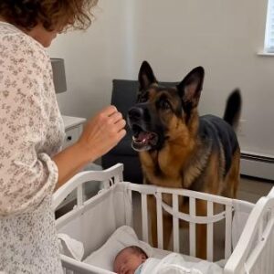 Viime aikoina koiramme haukkui jatkuvasti lastenhoitajalle eikä päästänyt tätä vauvan lähelle. Aluksi ajattelimme, ettei koira vain ollut tottunut vieraaseen ihmiseen, joten suljimme sen toiseen huoneeseen. Kunnes eräänä päivänä ymmärsimme, mikä sen käytöksen todellinen syy oli.